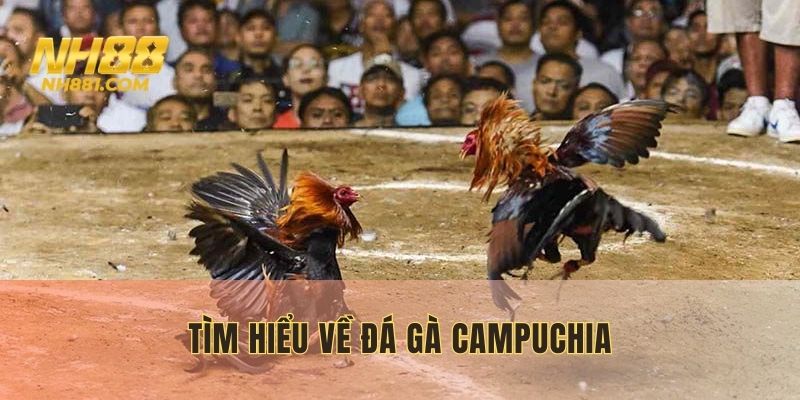 Sơ lược về đá gà Campuchia
