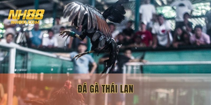 đá gà thái lan
